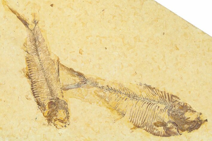 Plate With Two Fossil Fish (Diplomystus & Knightia) - Wyoming #367487